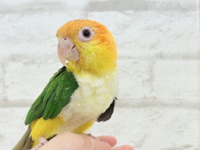 控えめに甘えさせて…?💖シロハラインコ 男の子 シロハラインコ