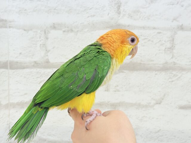 シロハラインコ