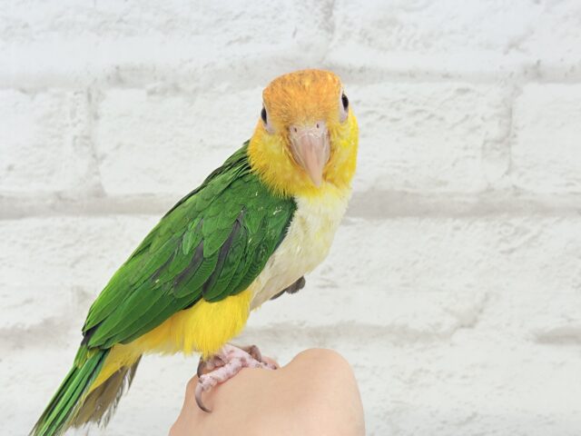 控えめに甘えさせて…?💖シロハラインコ 男の子 シロハラインコ