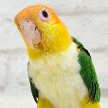 控えめに甘えさせて…？💖シロハラインコ 男の子