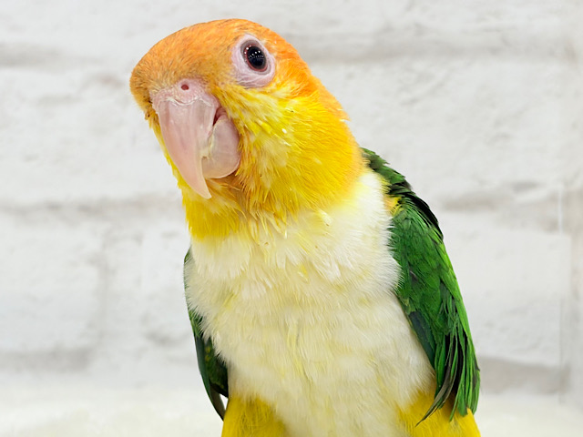控えめに甘えさせて…?💖シロハラインコ 男の子 控えめに甘えさせて…?💖シロハラインコ 男の子