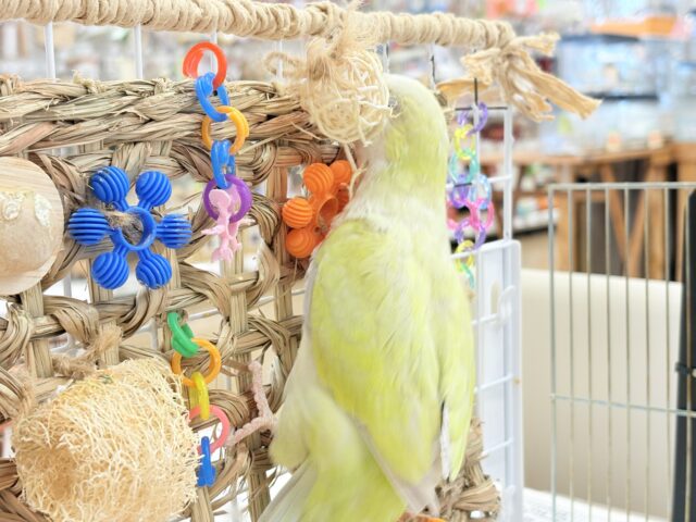 オキナインコ