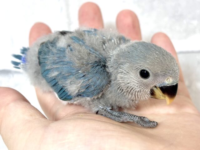 コザクラインコ ブルー 🦋💙🩵 コザクラインコ(小桜インコ)