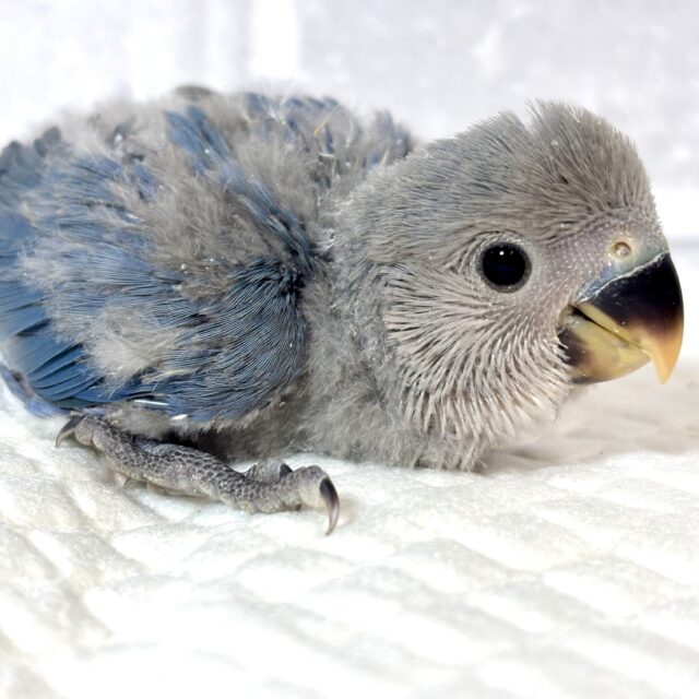 コザクラインコ ブルー 🦋💙🩵