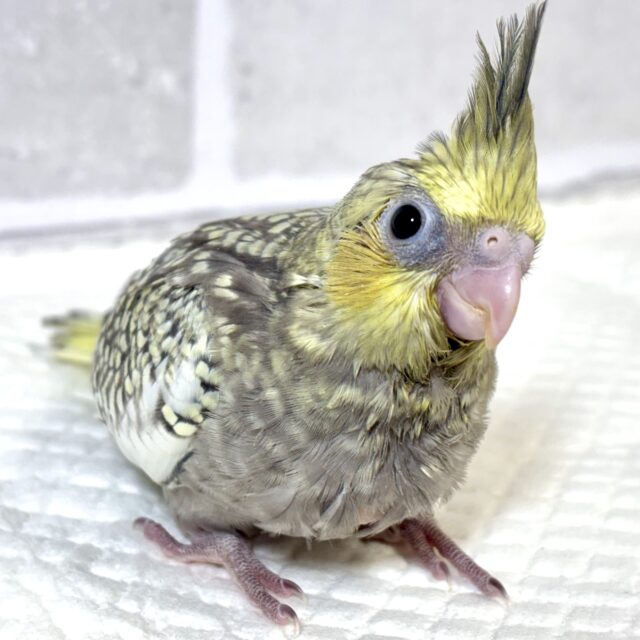 オカメインコ イエローフェイスパール 💛⚪️✨️