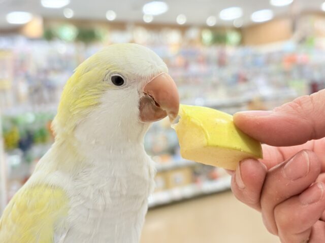 オキナインコ