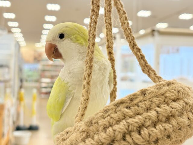 【最新画像更新🪄】デレた瞬間の爆発的可愛さ💣❤️🔥オキナインコ(アクアブルーパリドイノ) オキナインコ