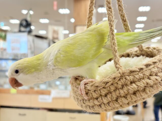 オキナインコ