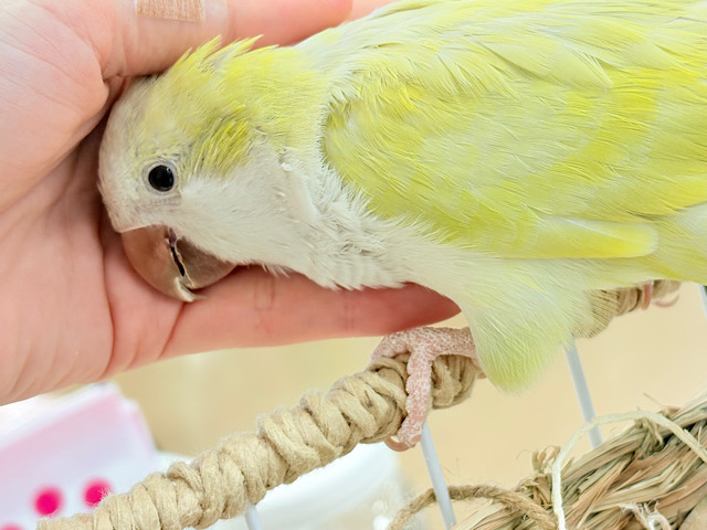 【最新画像更新🪄】デレた瞬間の爆発的可愛さ💣❤️🔥オキナインコ(アクアブルーパリドイノ) 【最新画像更新🪄】デレた瞬間の爆発的可愛さ💣❤️🔥オキナインコ(アクアブルーパリドイノ)