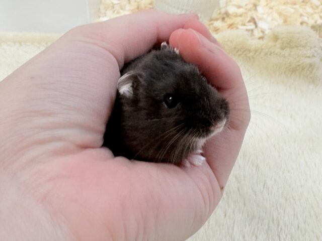 ジャンガリアン