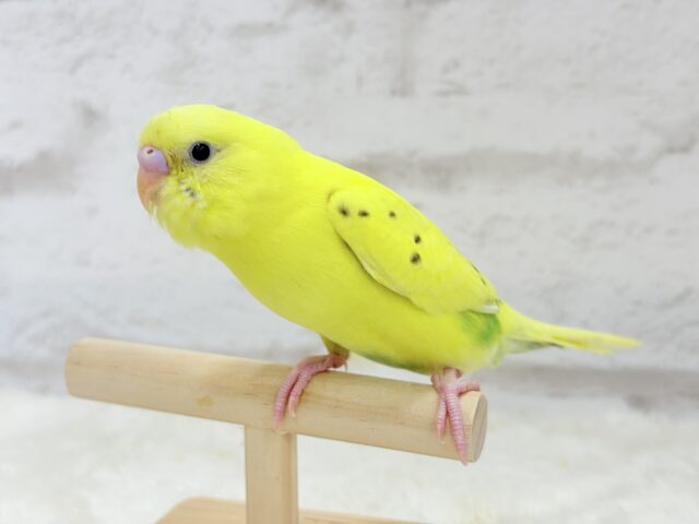 【最新画像更新🪄】好奇心旺盛のヒヨコちゃん🐣💫セキセイインコ(黄色ハルクイン) ヒナ セキセイインコ