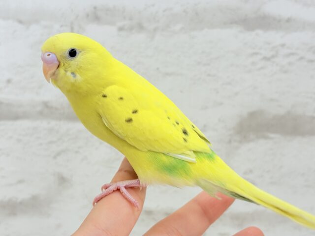 【最新画像更新🪄】好奇心旺盛のヒヨコちゃん🐣💫セキセイインコ(黄色ハルクイン) ヒナ セキセイインコ