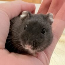 まるっともちっとブラックジャンガリアンハムスター‼️(男の子)
