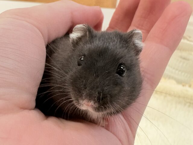 まるっともちっとブラックジャンガリアンハムスター‼️(男の子)