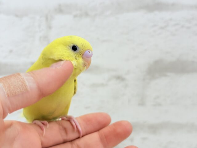 【最新画像更新🪄】好奇心旺盛のヒヨコちゃん🐣💫セキセイインコ(黄色ハルクイン) ヒナ セキセイインコ