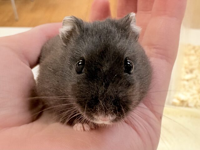 ジャンガリアン