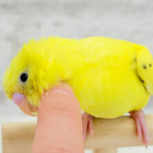 【最新画像更新🪄】好奇心旺盛のヒヨコちゃん🐣💫セキセイインコ(黄色ハルクイン) ヒナ