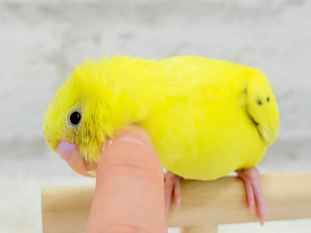 【最新画像更新🪄】好奇心旺盛のヒヨコちゃん🐣💫セキセイインコ(黄色ハルクイン) ヒナ 【最新画像更新🪄】好奇心旺盛のヒヨコちゃん🐣💫セキセイインコ(黄色ハルクイン) ヒナ