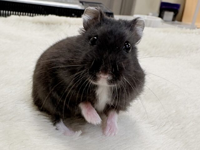 ジャンガリアン