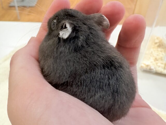 ジャンガリアン