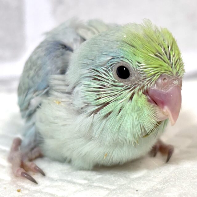 マメルリハ ターコイズEUダイリュートブルー 男の子