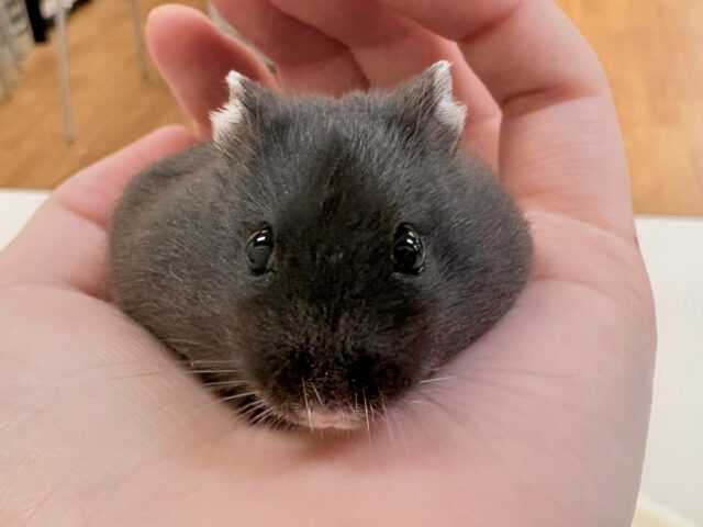 ジャンガリアン