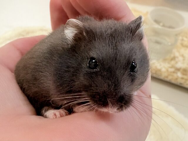 ジャンガリアン