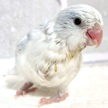 マメルリハ  ヘビーパイドライラック  男の子