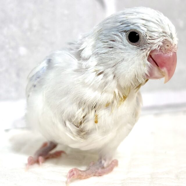 マメルリハ ヘビーパイドライラック 男の子