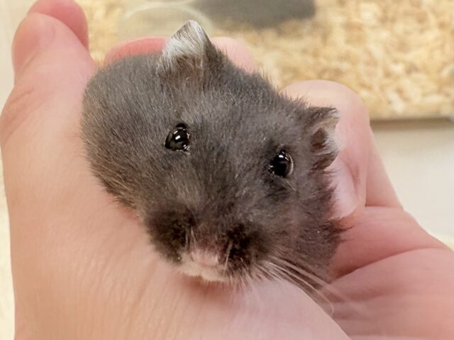 ジャンガリアン