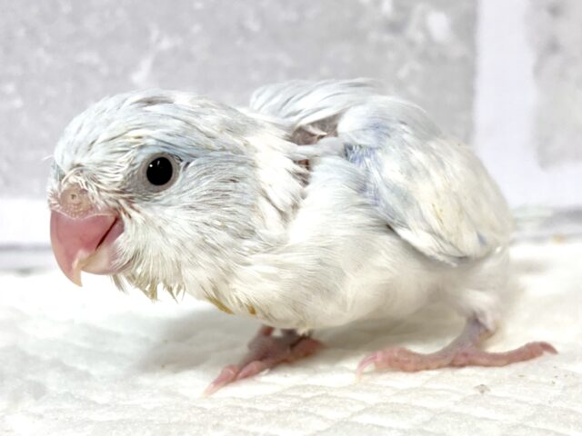 マメルリハ ヘビーパイドライラック 男の子 マメルリハ