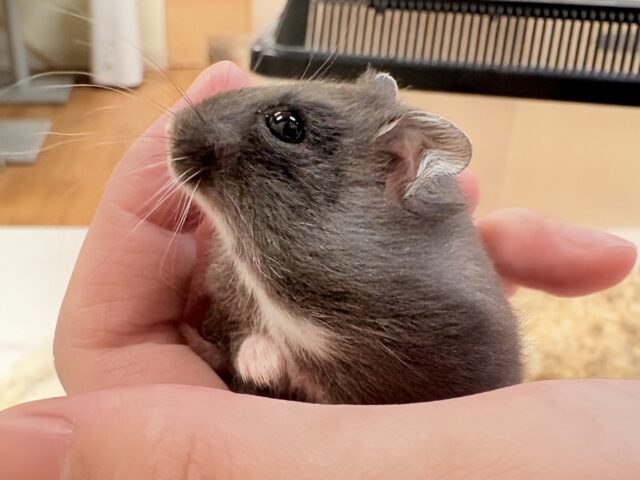 ジャンガリアン