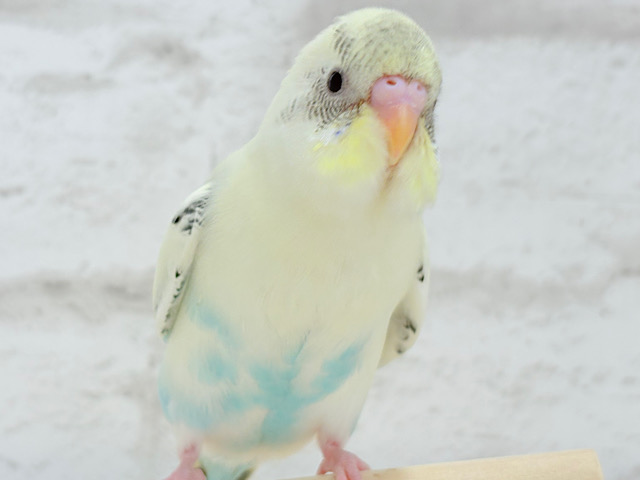 【最新画像更新🪄】ふんわりほかほかカラー🐥🧁セキセイインコ(クリームハルクイン) ヒナ