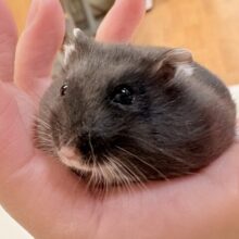 可愛く溶けちゃうよ❣️ブラックジャンガリアンハムスターちゃん‼️(女の子)
