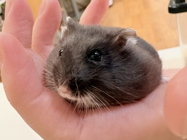 可愛く溶けちゃうよ❣️ブラックジャンガリアンハムスターちゃん‼️(女の子)