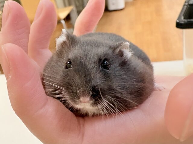 ジャンガリアン