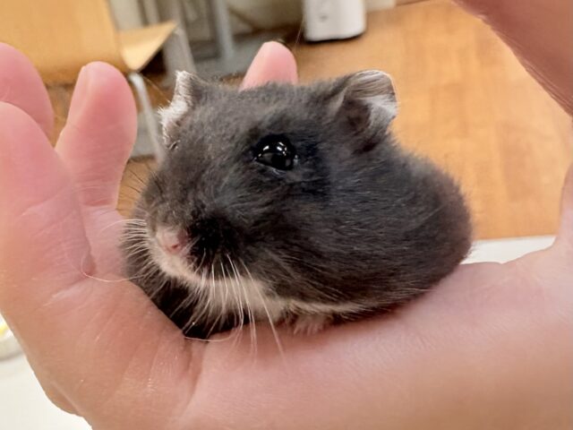 ジャンガリアン