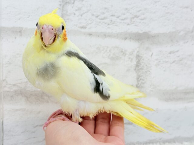 オカメインコ