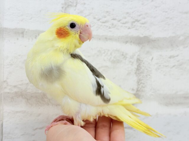オカメインコ