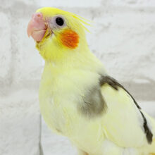 【最新画像更新🪄】個性的な羽色🐣🪶✨オカメインコ(ヘビーパイド) ヒナ