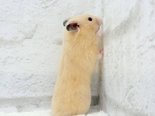 触れ合いOK◎もぐもぐボーイ🐹🌻キンクマハムスター(男の子) ゴールデンハムスター