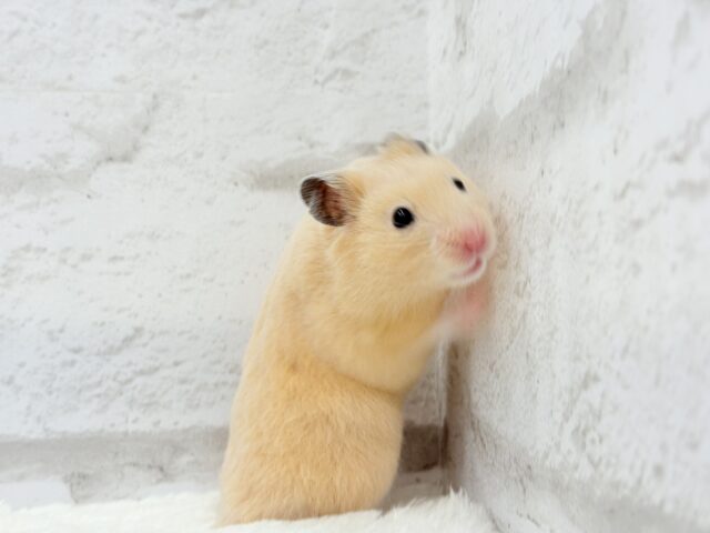 ゴールデンハムスター