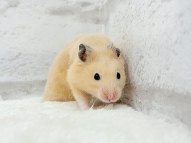 ゴールデンハムスター