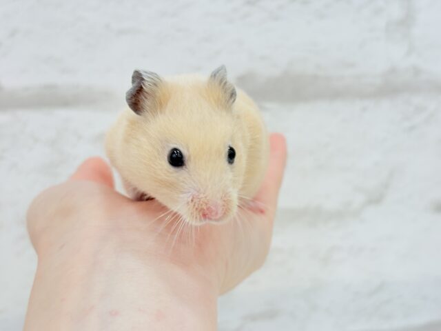 ゴールデンハムスター