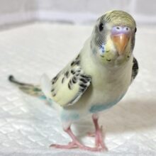 手乗りセキセイインコ  4色ハルクイン  🐥🍨️🩵