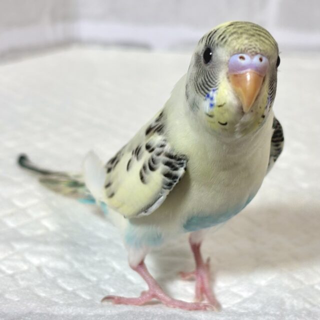 手乗りセキセイインコ 4色ハルクイン 🐥🍨️🩵