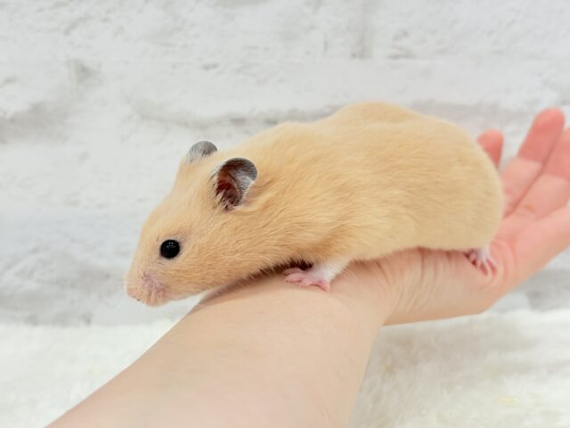 触れ合いOK◎もぐもぐボーイ🐹🌻キンクマハムスター(男の子) ゴールデンハムスター