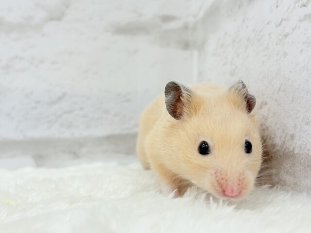 ゴールデンハムスター
