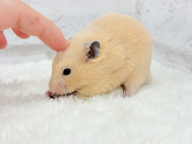 ゴールデンハムスター