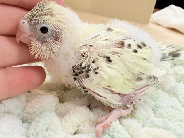 ぽわっと可愛いクリームハルクインちゃん❣️セキセイインコ(クリームハルクイン)インコ セキセイインコ